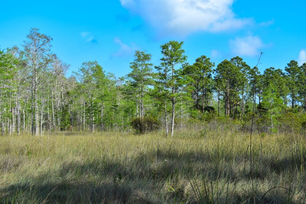 Big Cypress National Preserve