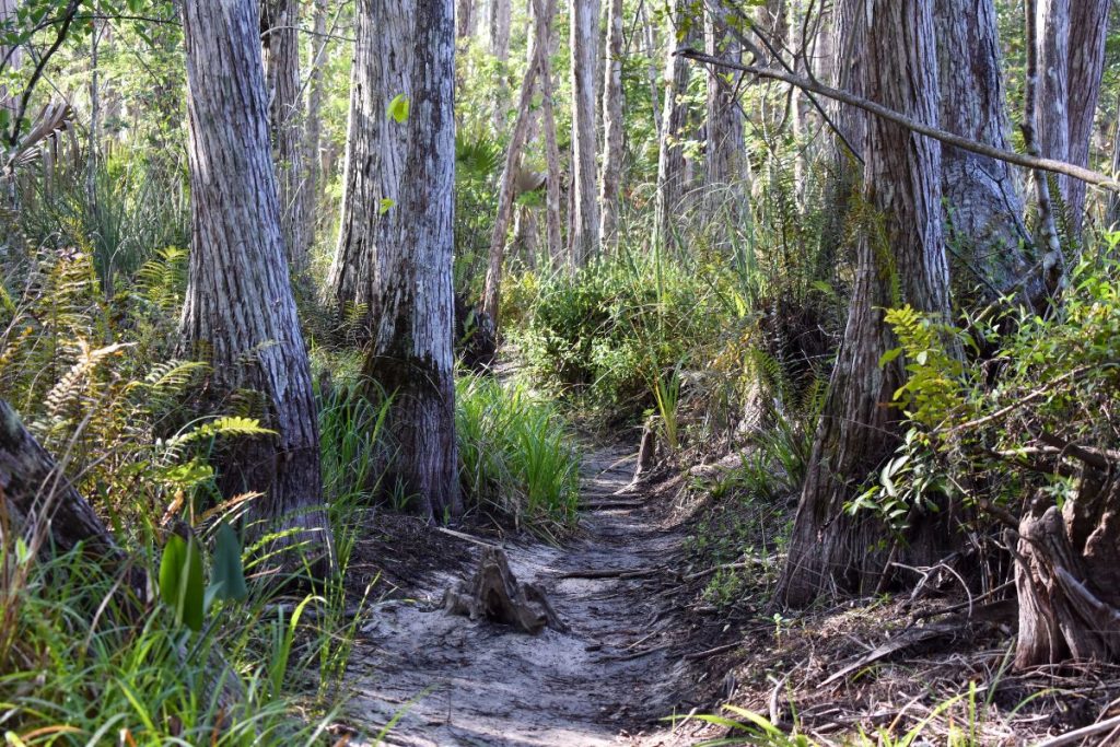 Big Cypress National Preserve