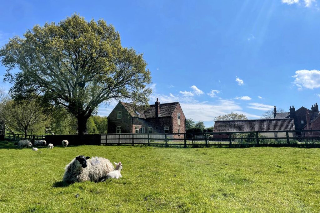 Premier Cottages Broadgate Farm Sheep