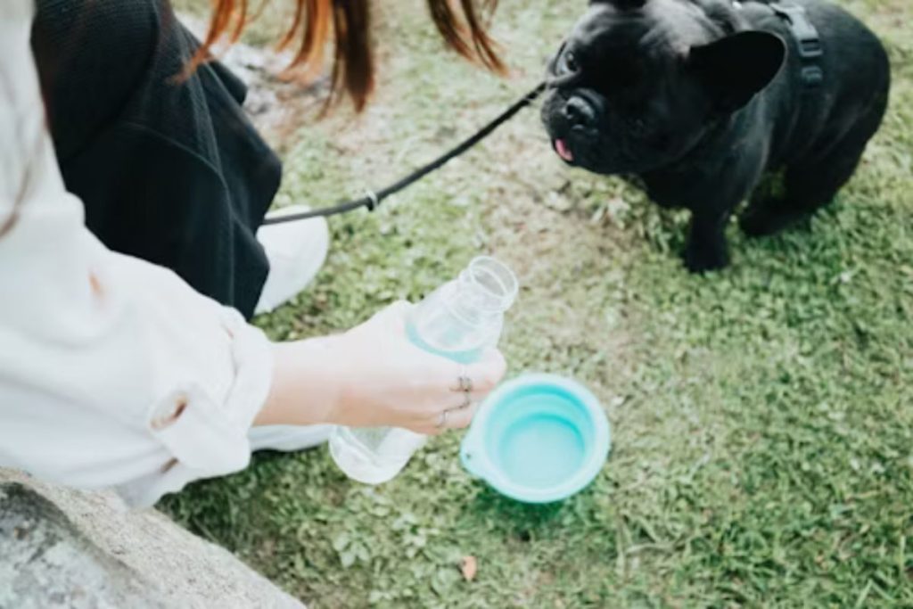 dog accessories for travel