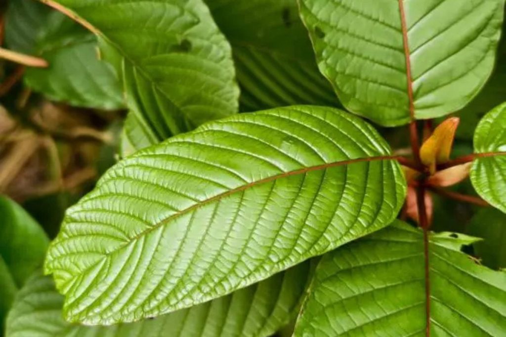 bulk wholesale kratom