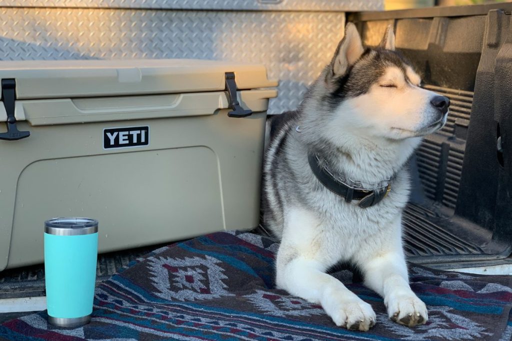 dog accessories for travel