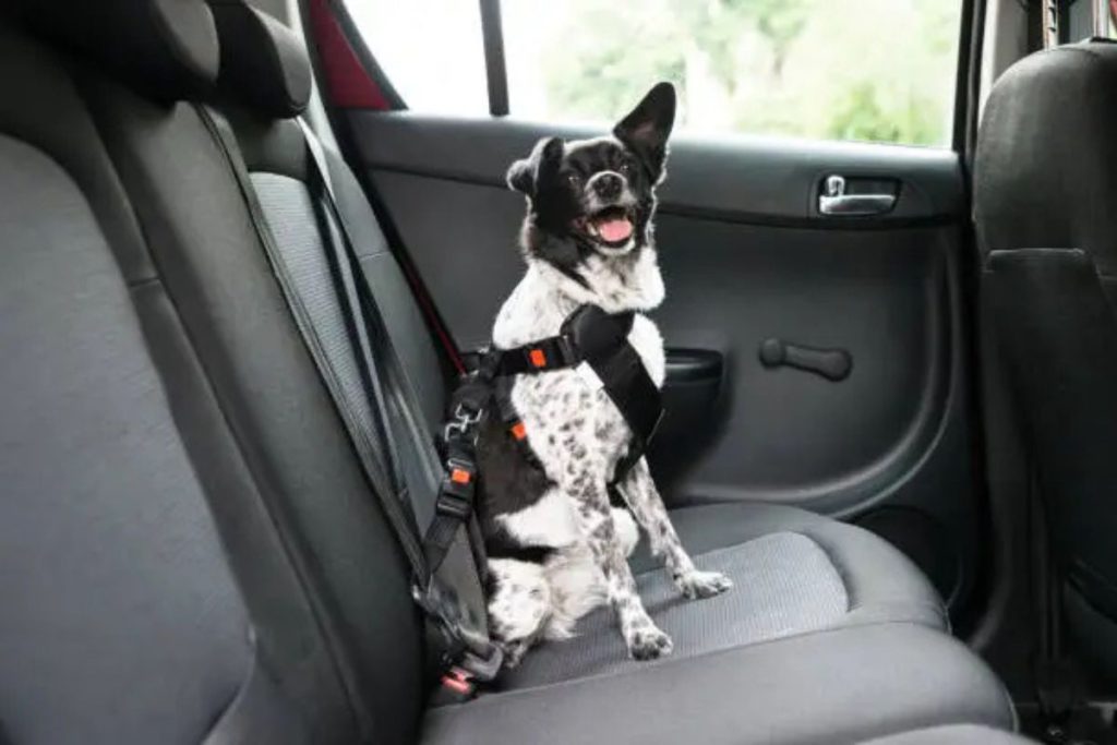 dog accessories for travel