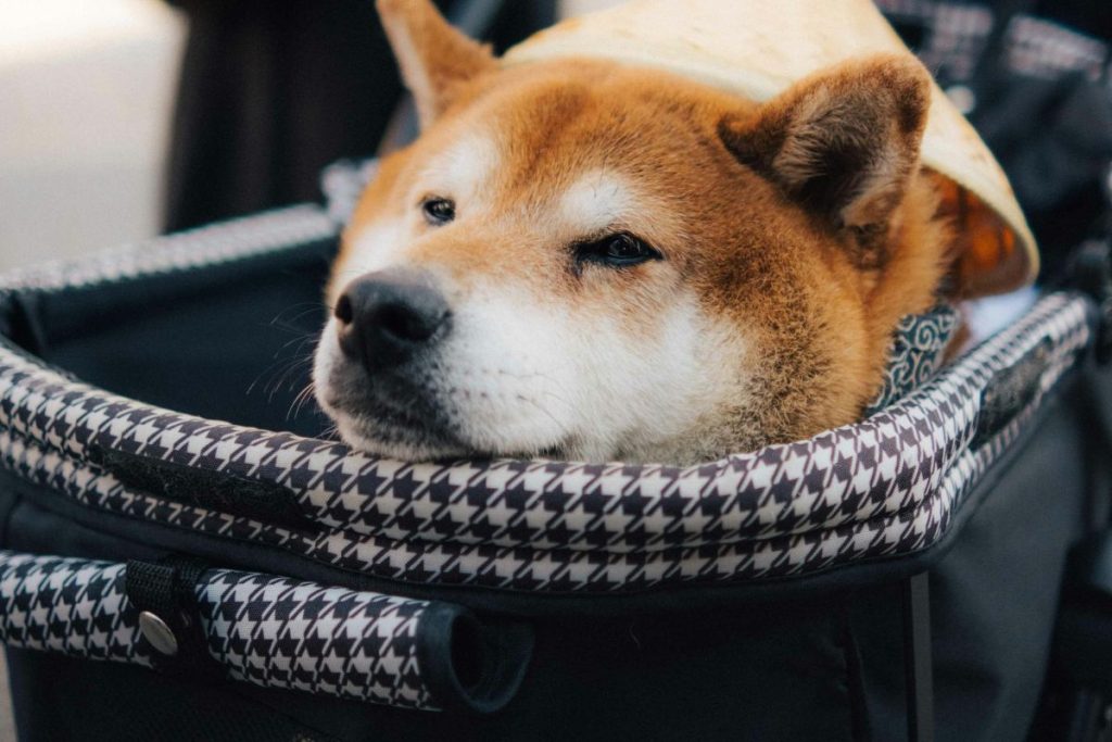 dog accessories for travel