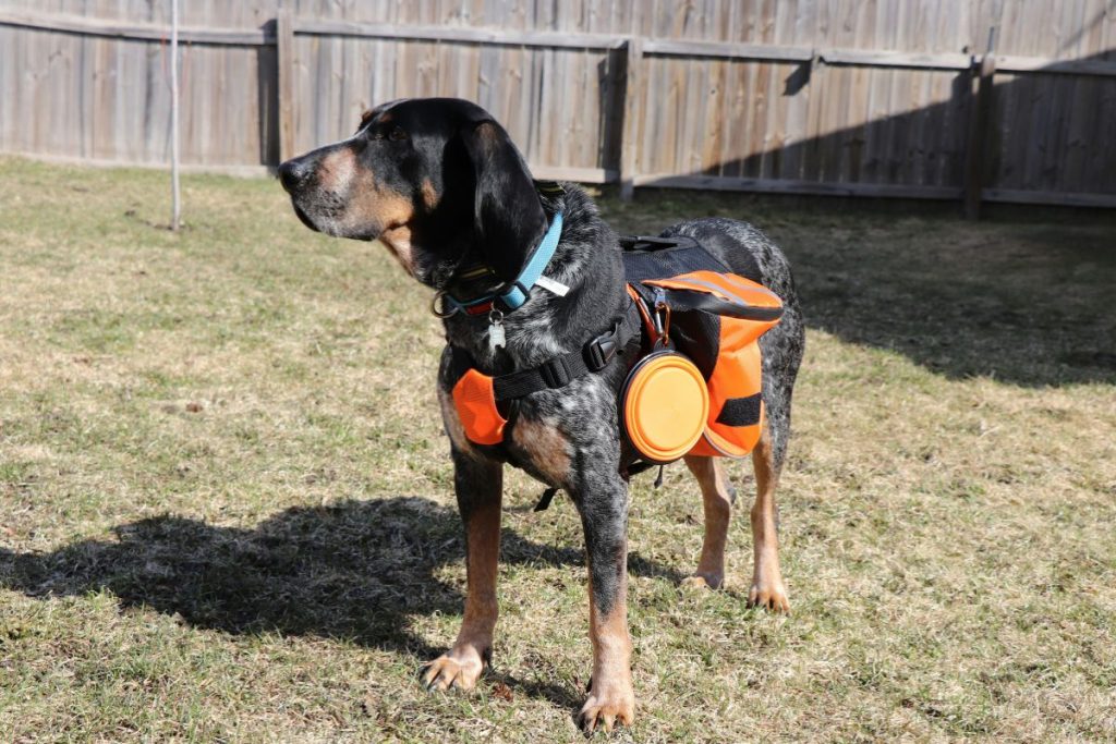 dog accessories for travel