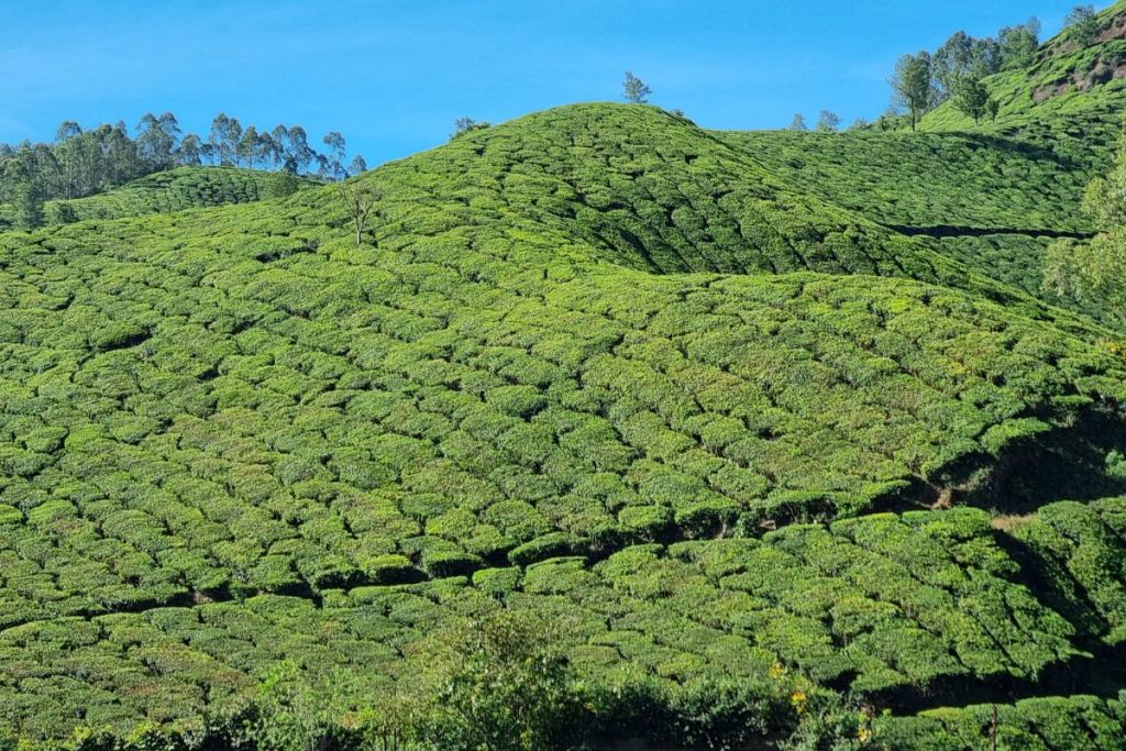 Kerala Southern India