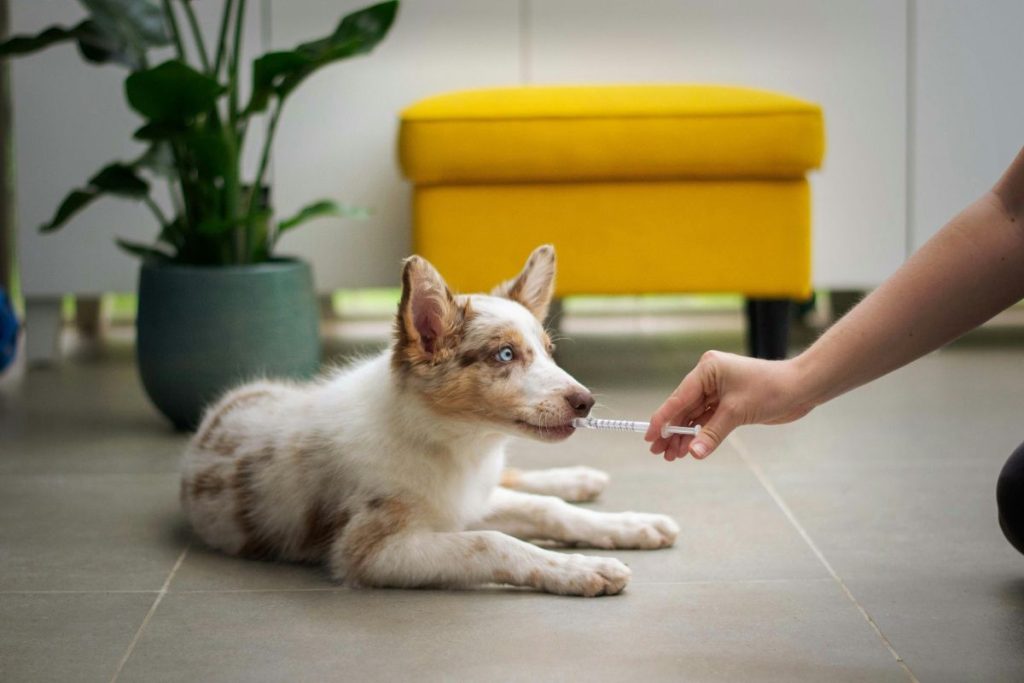 pet's health