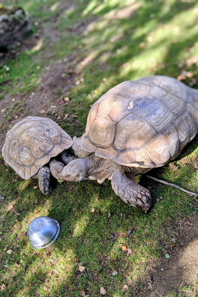 Tortoise Sheffield