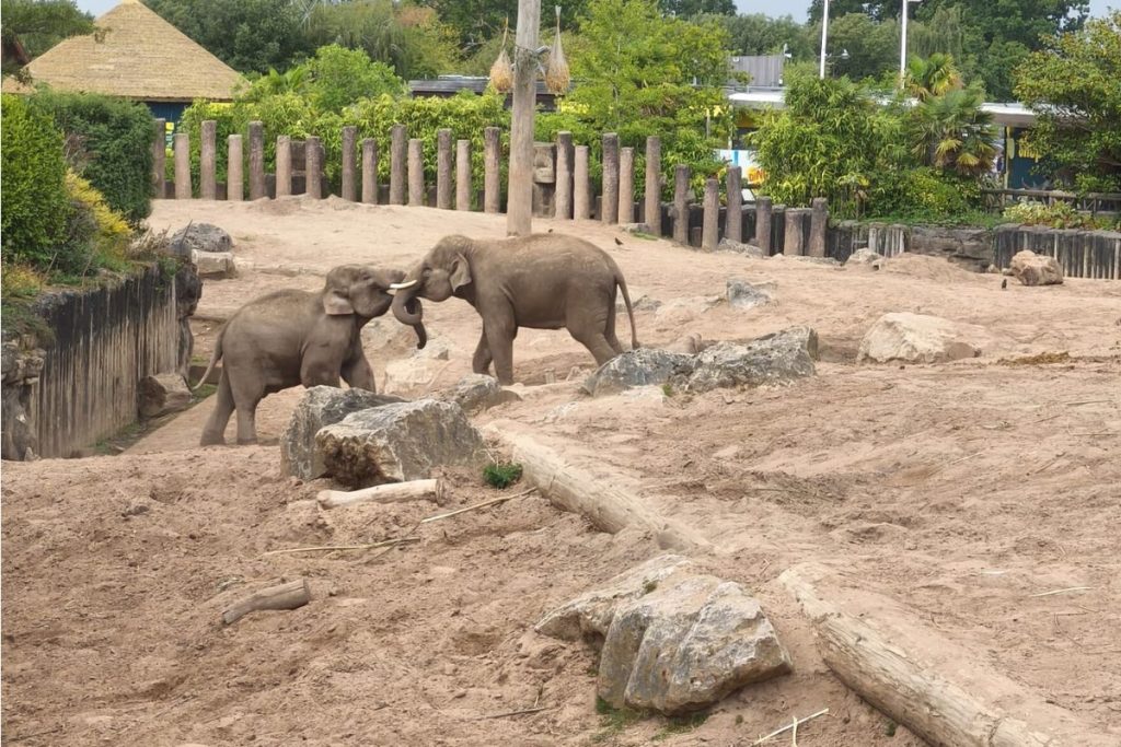 The Elephants at Chester Zoo