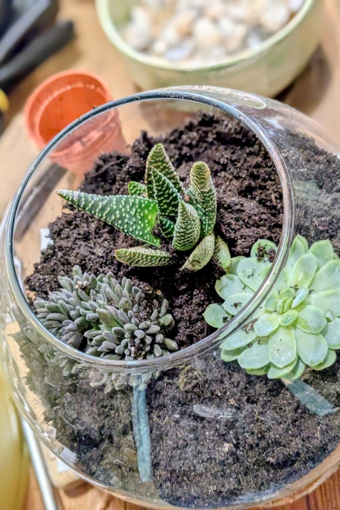 Plantology Terrarium