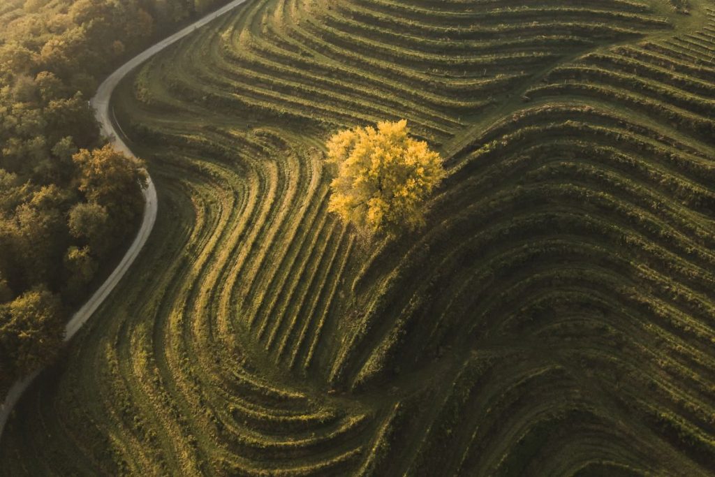 Slovenia for wine lovers