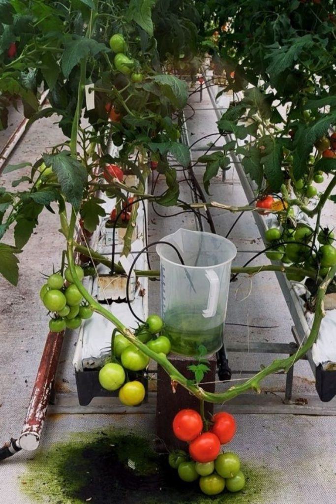 Netherlands shaping the future of our food