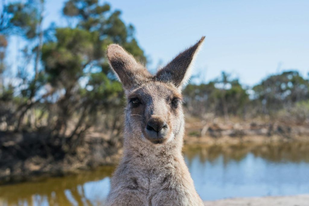 Aussie lifestyle