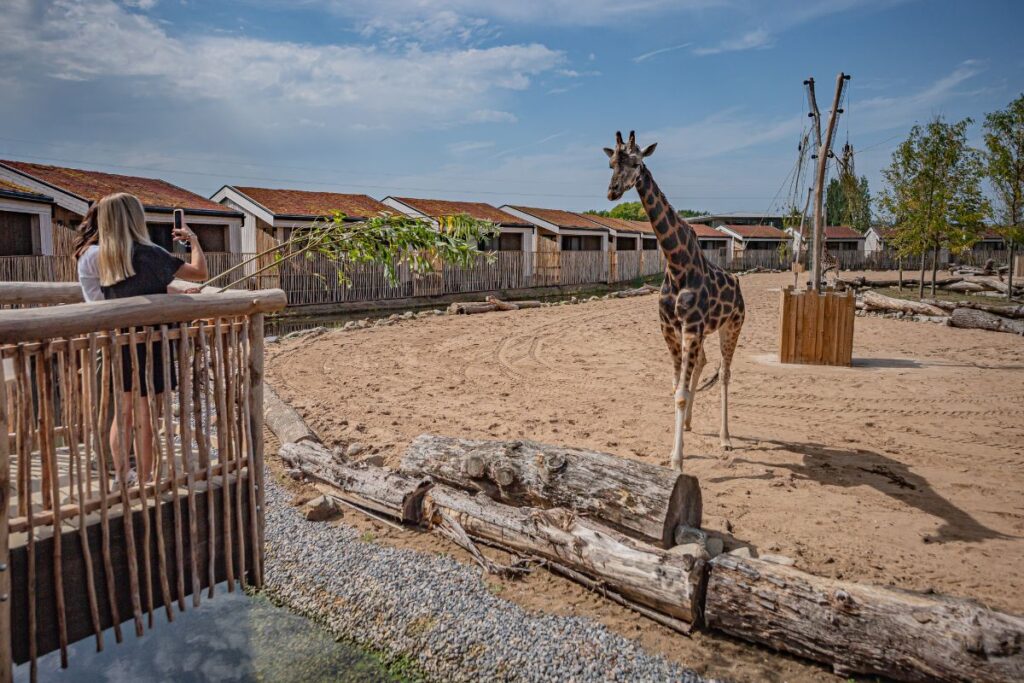 Chester Zoo Africa Experience on The Reserve