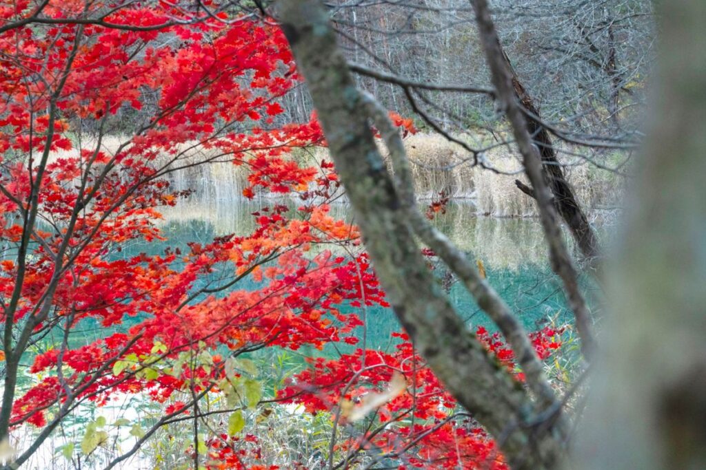 alternatives to cherry blossom season in Japan