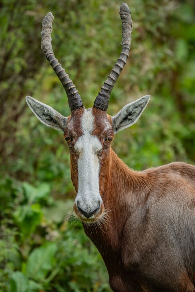 Chester Zoo Africa Experience on The Reserve