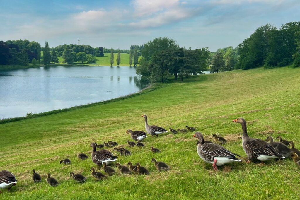 Blenheim Palace
