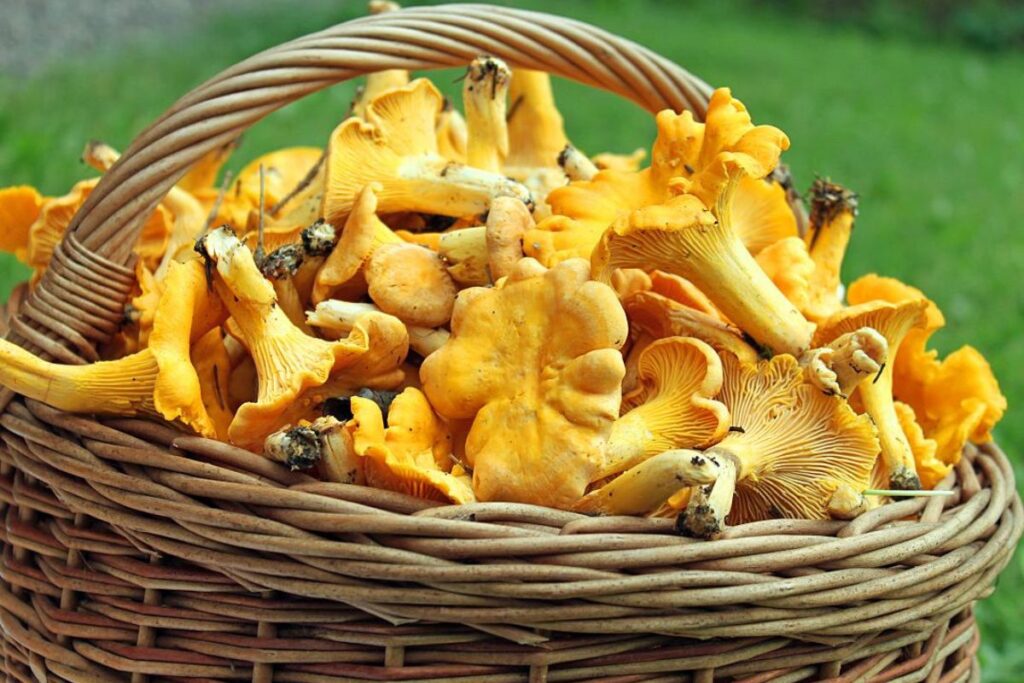 foraging in the Nordics