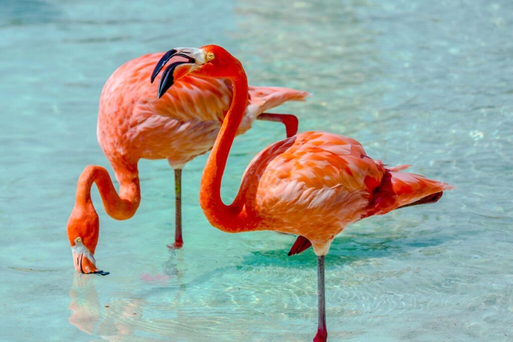 tourist attractions in the Caribbean