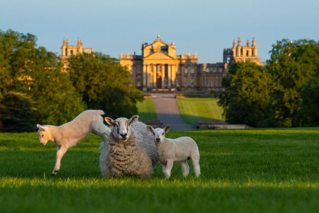Blenheim Palace