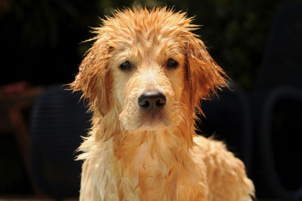 keeping your home clean with a dog