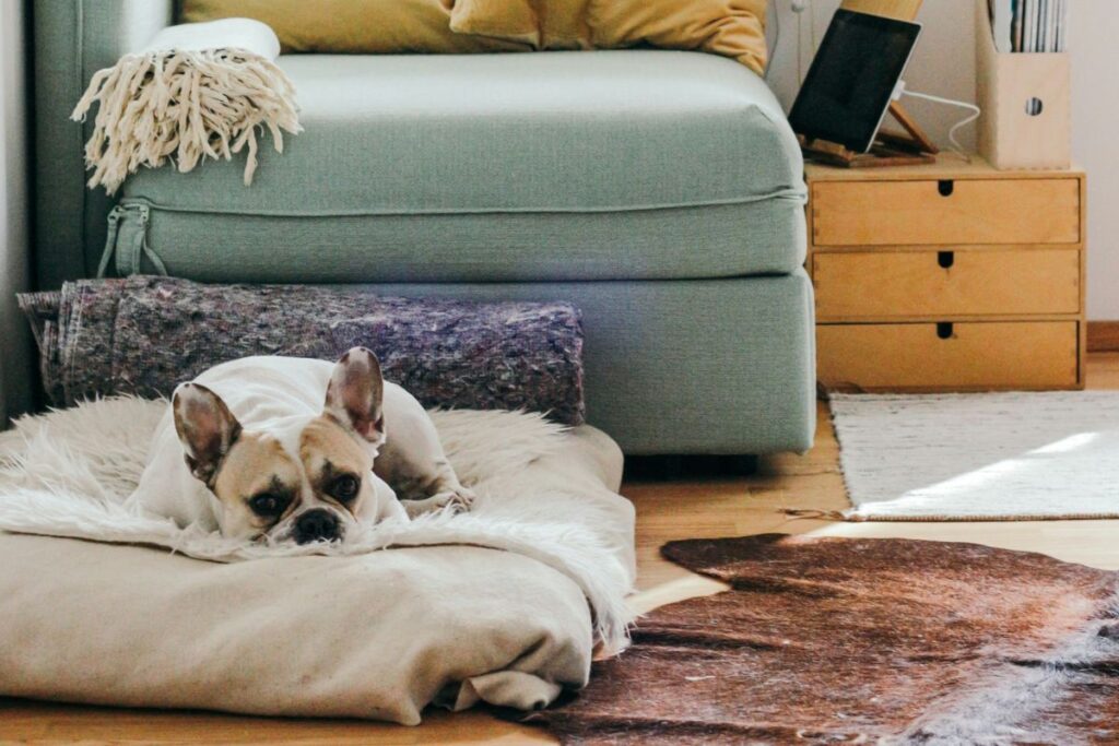 keeping your home clean with a dog