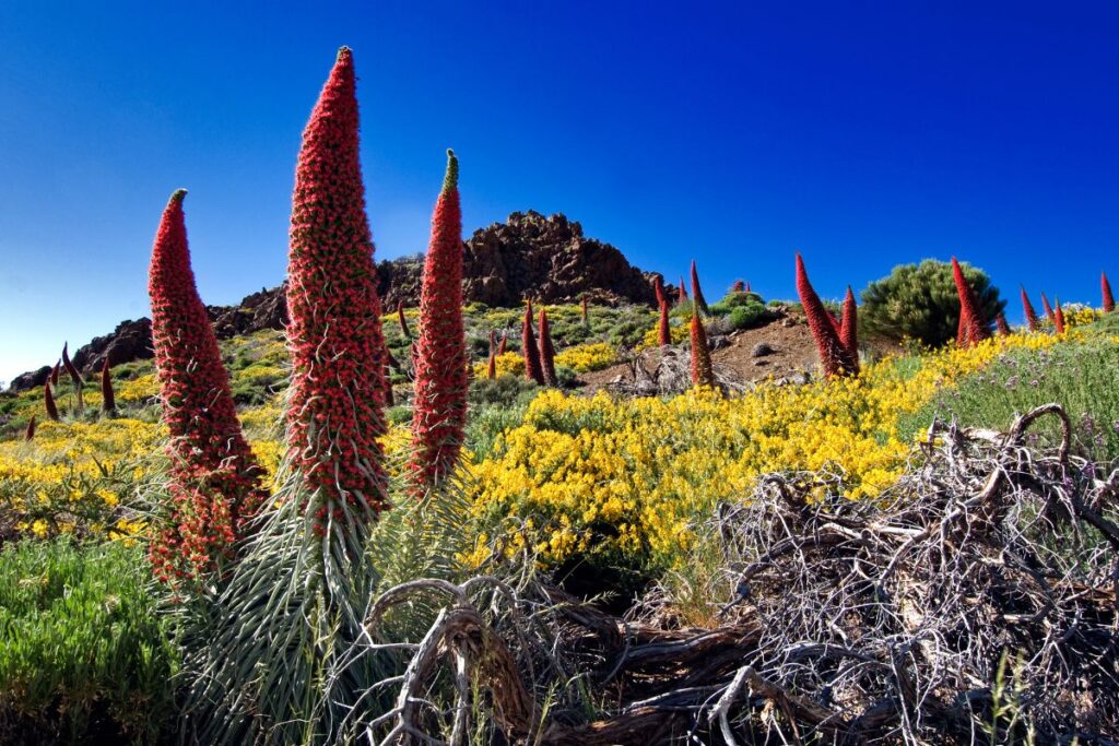 Tenerife in bloom