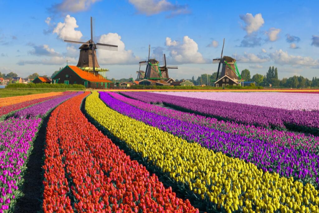 Dutch bloom season