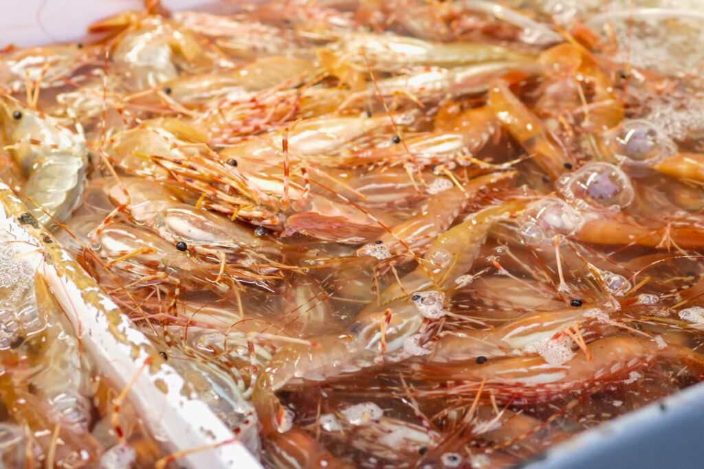 omega 3 vs krill oil