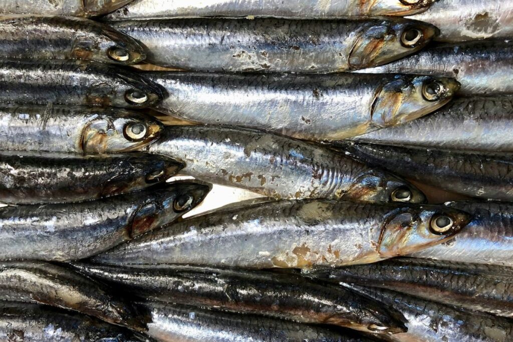 omega 3 vs krill oil