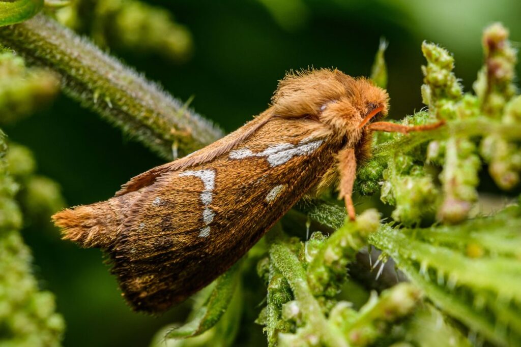 moth watching