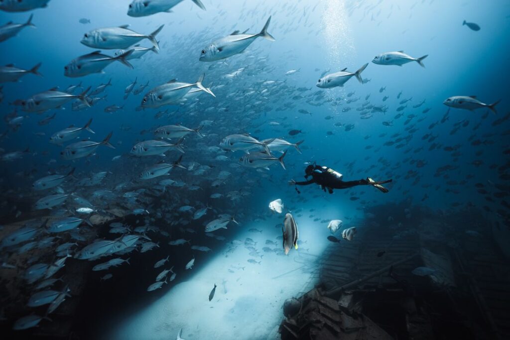 shipwreck diving in the Maldives
