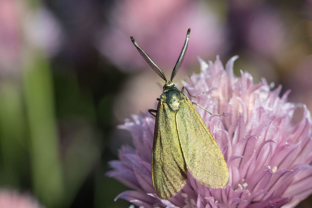 moth watching