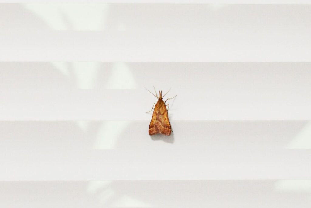 moth watching