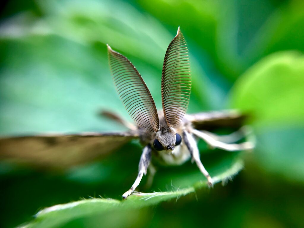 moth watching