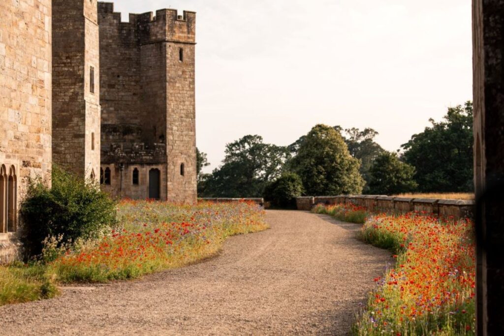 wildflowers in bloom at Raby Castle