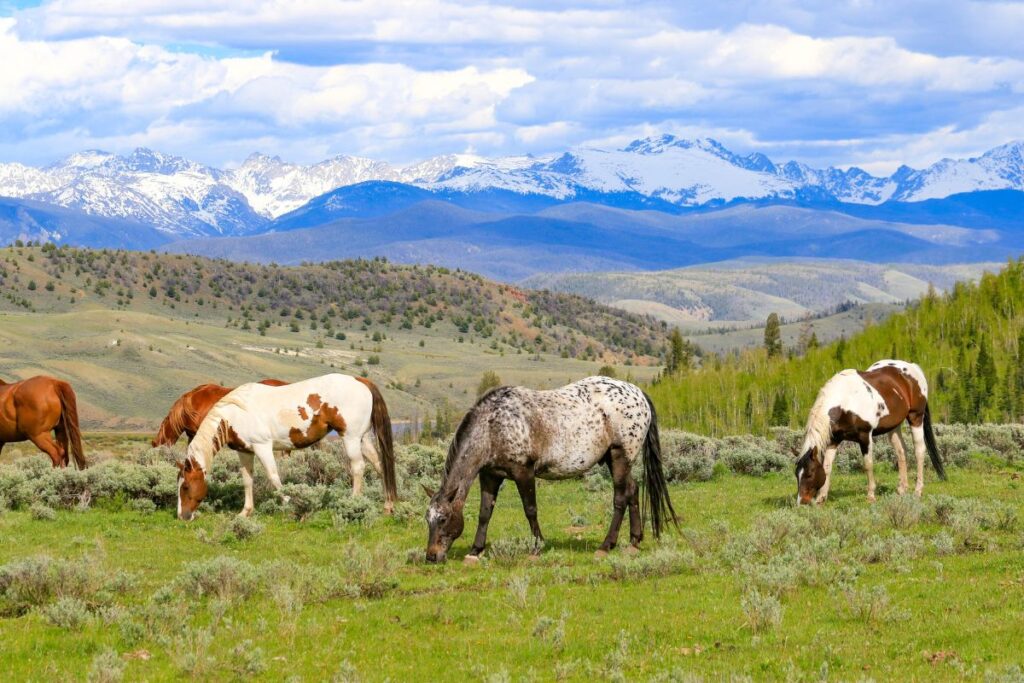 Colorado