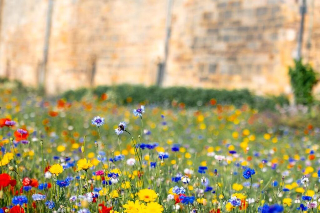 wildflowers in bloom at Raby Castle