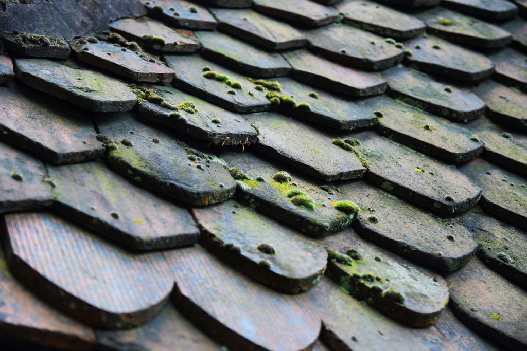 house mould