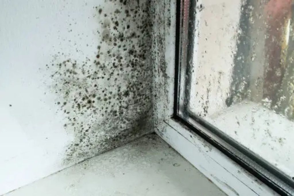 house mould