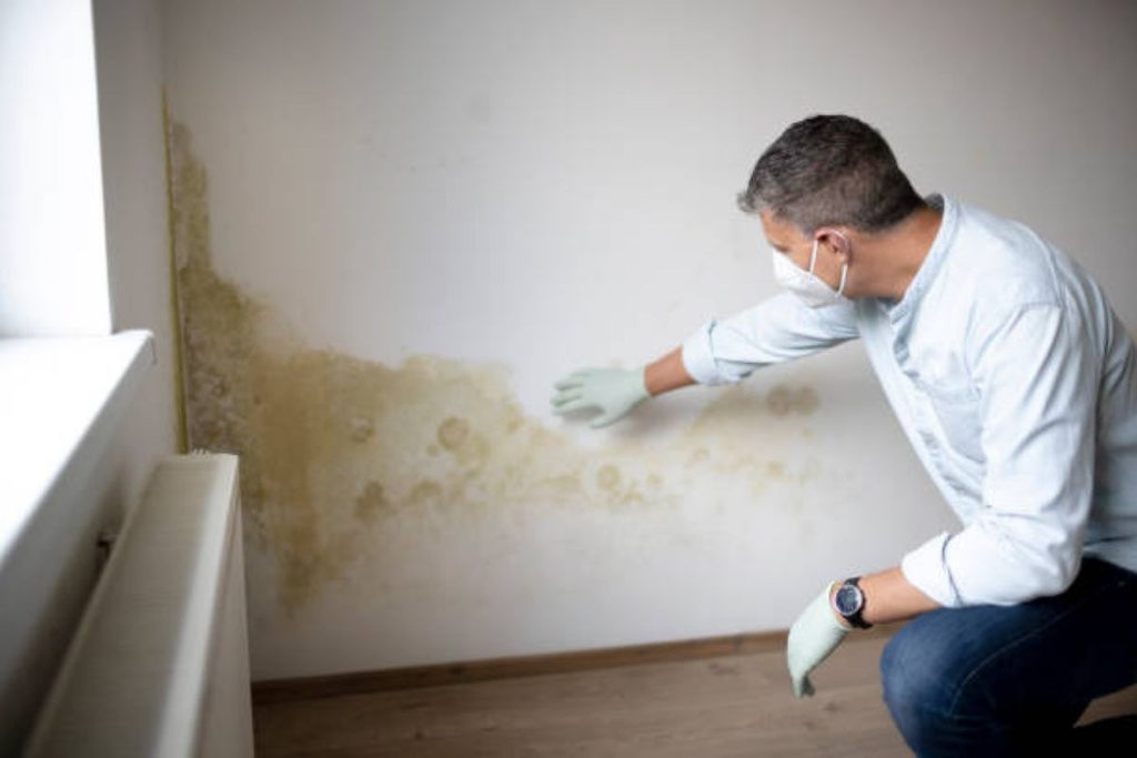 house mould