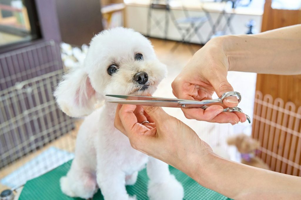 your dog