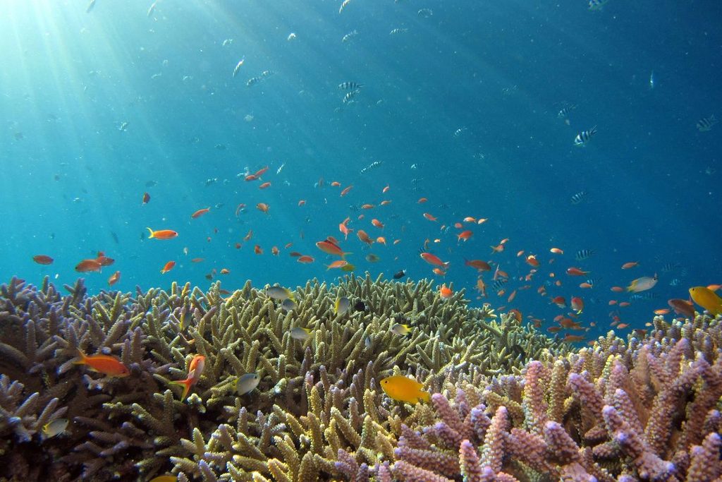 island scuba diving