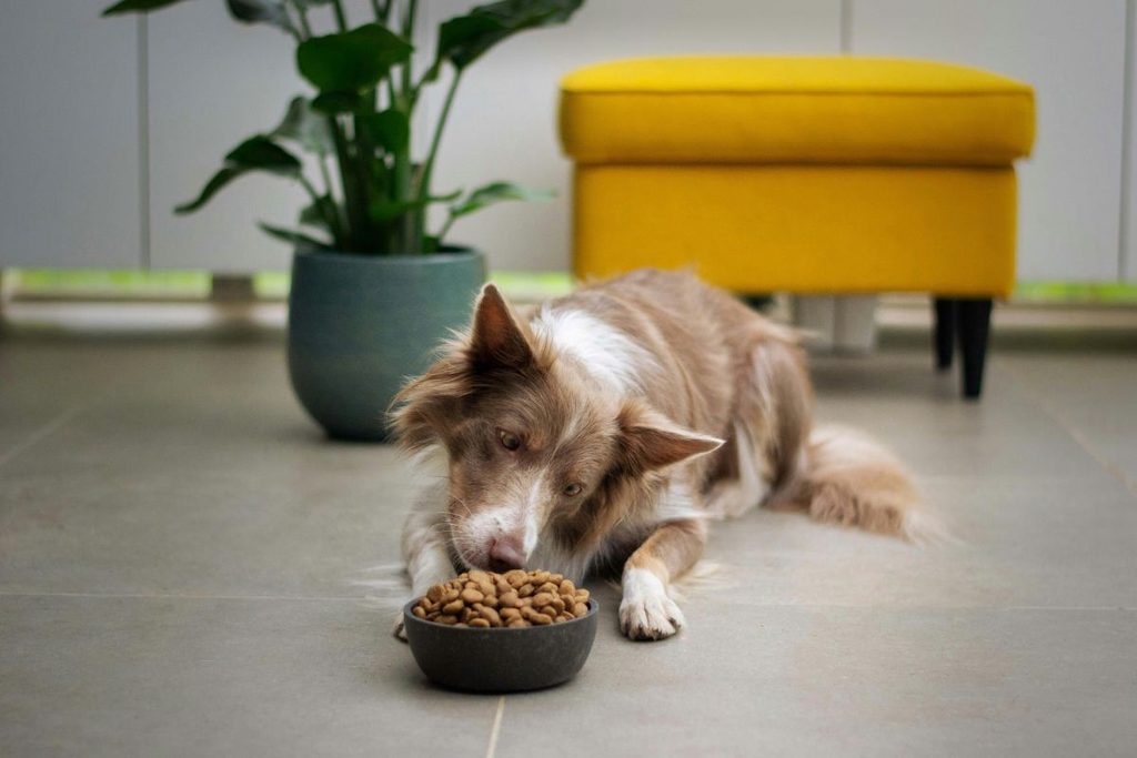 your dog
