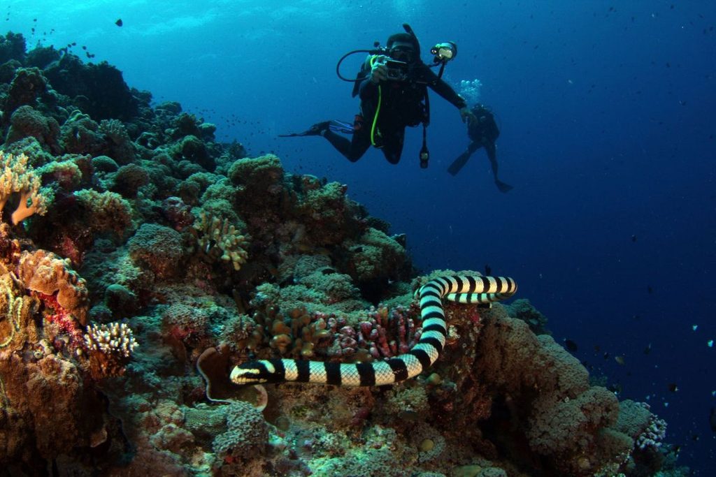 island scuba diving