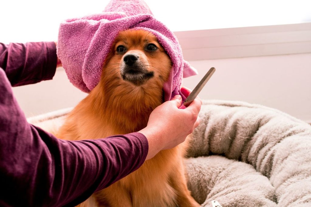 your dog