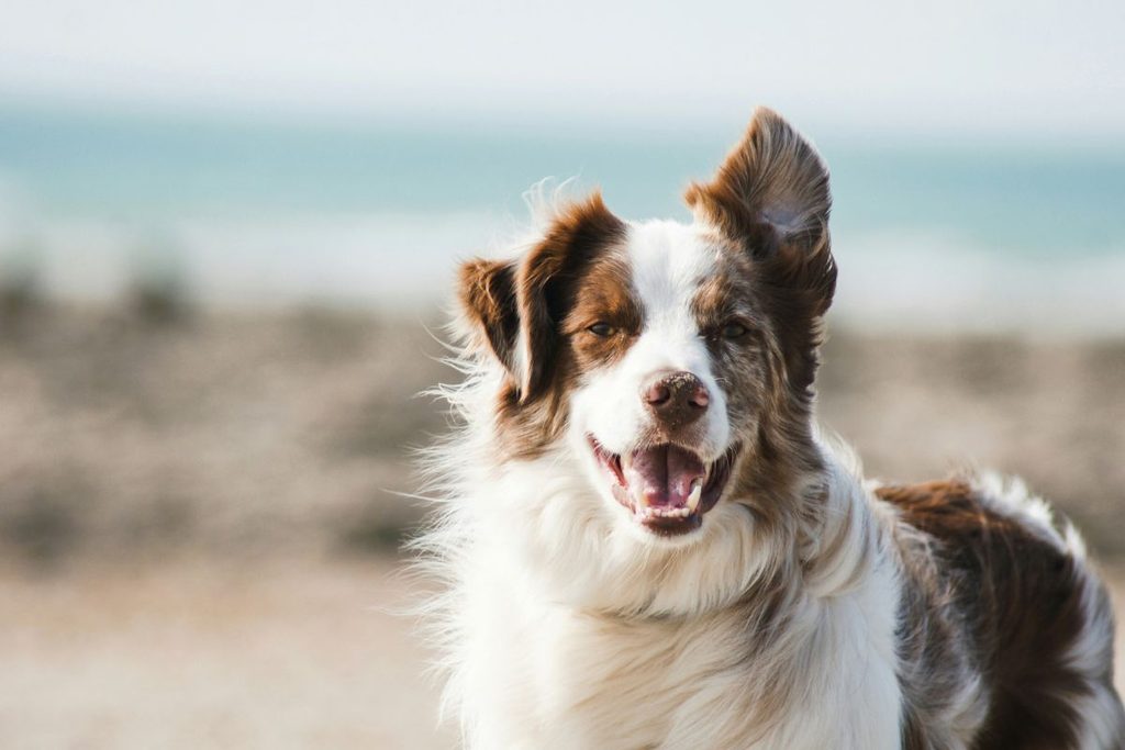 your dog