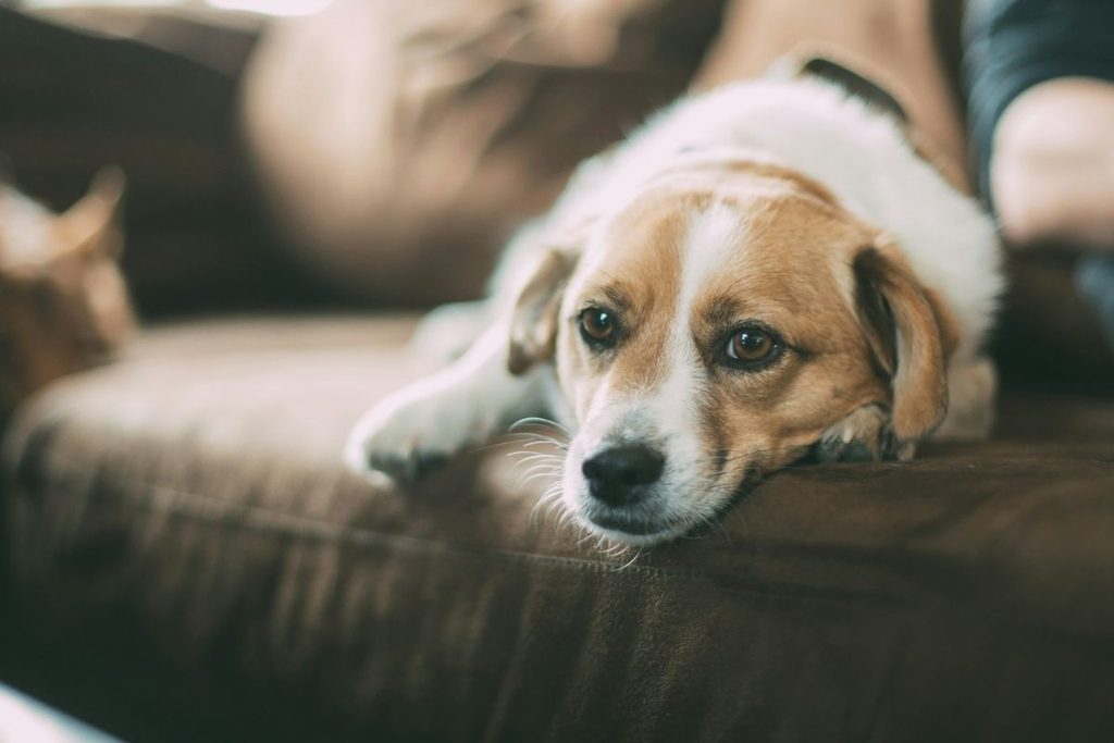 dog resistant sofa