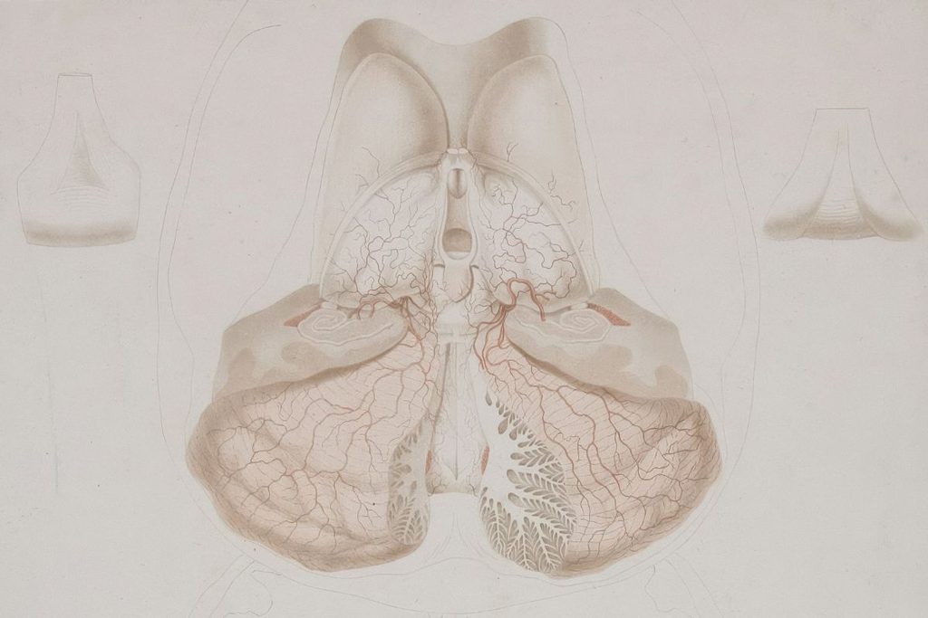 iodine and thyroid function