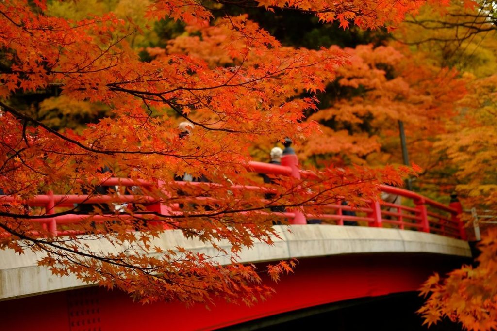 Momiji in Japan